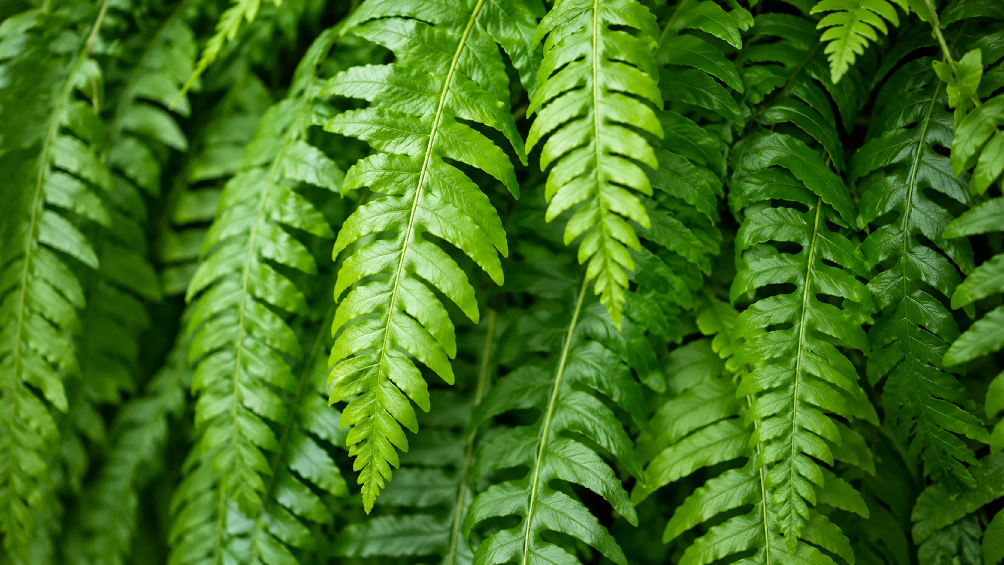 Close-up of lush green Savannah ferns filling the frame.